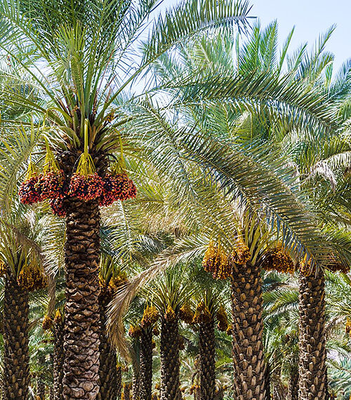 Iranian dates