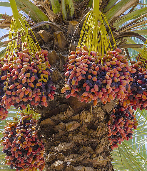 Export of dates from Iran to India