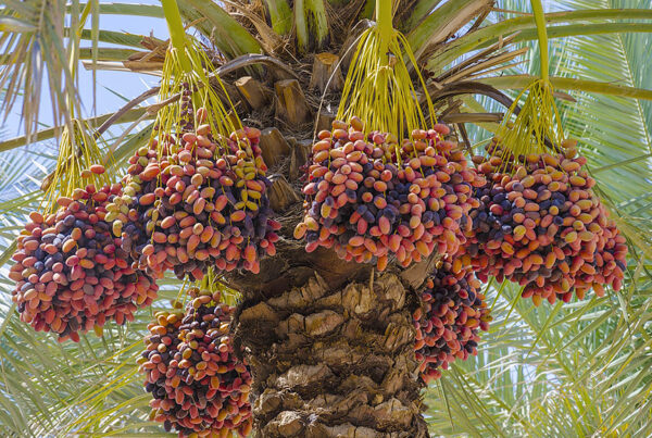 Export of dates from Iran to India